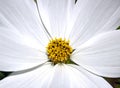 The heart of a white flower Royalty Free Stock Photo