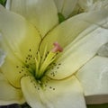 Heart of White Lily Closeup Royalty Free Stock Photo