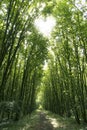 A Path in the green forrest with a heart in the sky