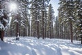 In the heart of the wilderness, a pristine snow-covered pine forest stands tall, its tranquil beauty untouched by human