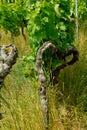 heart in a wineyard Royalty Free Stock Photo