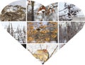 Heart winter collage