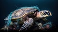 Entangled in Plastic: Marine Life in Peril