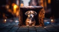 A heart-wrenching image of a homeless puppy, alone and