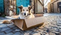 Dog abandoned on the street, lives in cardboard box