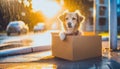 Dog abandoned on the street, lives in cardboard box, in torrential rain