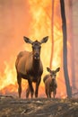 A heart-wrenching sight of a moose cow and her calf navigating the treacherous path through a forest ablaze