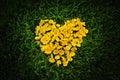 Heart of yellow flowers