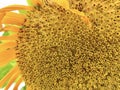 Heart of Yellow Sunflower