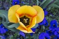 Heart of the yellow tulip