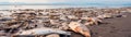 Heartbreaking Photo Of Lifeless Fish Scattered Along The Shore Panoramic Banner