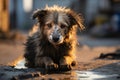 Heartbreaking scene a sad and homeless dog abandoned on streets Royalty Free Stock Photo