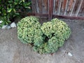 A Heartful Plant