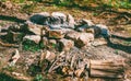 Hearth for a fire folded of stones and dry firewood in the forest