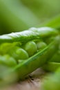 Hearthy fresh green peas and pods on rustic wooden background.