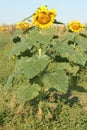 Heartland Farms Sunflowers VI Royalty Free Stock Photo