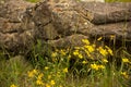 Heartleaf Arnica Arnica cordifolia Yellow Wildflowers