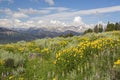 Heartleaf Arnica wildflower flowers montana wildflowers meadow Royalty Free Stock Photo