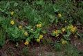 Heartleaf Arnica 56497