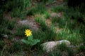 Heartleaf Arnica 56591