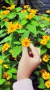 Heartleaf Arnica sunflowers in hand Royalty Free Stock Photo