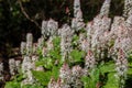 The heartleaf foamflower blooming in the summer