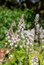 Heartleaf foamflowers tiarella cordifolia in bloom