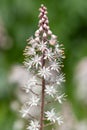 Heartleaf foamflowers tiarella cordifolia in bloom