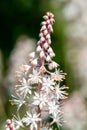 Heartleaf foamflowers tiarella cordifolia in bloom