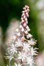 Heartleaf foamflowers tiarella cordifolia in bloom