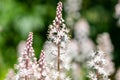 Heartleaf foamflowers tiarella cordifolia in bloom