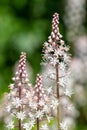 Heartleaf foamflowers tiarella cordifolia in bloom