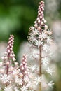 Heartleaf foamflowers tiarella cordifolia in bloom