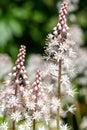 Heartleaf foamflowers tiarella cordifolia in bloom