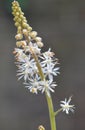 Heartleaf foamflower Tiarella cordifolia, flower stalk