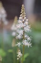 Heartleaf foamflower Tiarella cordifolia, white starry flowers