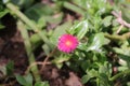 Heartleaf Ice Plant