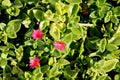 Heartleaf iceplant, Baby sun rose, Aptenia cordifolia Royalty Free Stock Photo