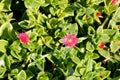 Heartleaf iceplant, Baby sun rose, Aptenia cordifolia Royalty Free Stock Photo