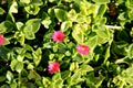 Heartleaf iceplant, Baby sun rose, Aptenia cordifolia Royalty Free Stock Photo