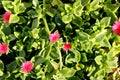 Heartleaf iceplant, Baby sun rose, Aptenia cordifolia