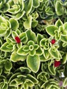 Heartleaf iceplant with red flowers Royalty Free Stock Photo