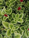 Heartleaf iceplant with red flowers