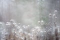 Heartleaf Oxeye seed heads in winter snowfall Royalty Free Stock Photo