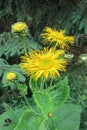 Heartleaf Oxeye or Yellow Oxeye (Telekia speciosa)