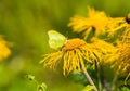 Heartleaf Oxeye with yellow petals Royalty Free Stock Photo