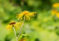 Heartleaf Oxeye with yellow petals Royalty Free Stock Photo