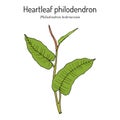 Heartleaf philodendron Philodendron hederaceum, or scandens , ornamental house plant.