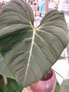 Heartleaf philodendron mother nature love Royalty Free Stock Photo