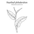 Heartleaf philodendron Philodendron hederaceum, or scandens , ornamental house plant.